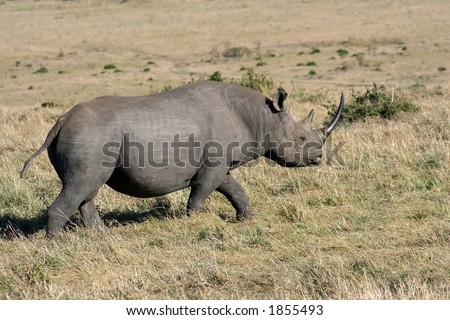 black rhino passing by our vehicle