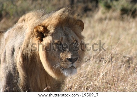 lion staring at another male lion nearby