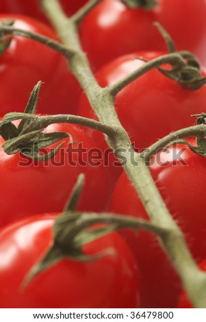 very close up/macro shot of cherry tomatoes on the vine