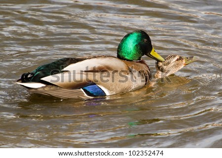 Duck Mating