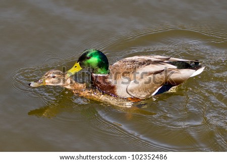 Ducks Mating