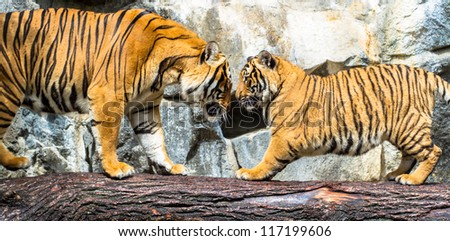 Indochinese adult and cub tigers playing