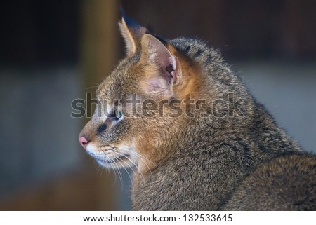 Jungle cat closeup
