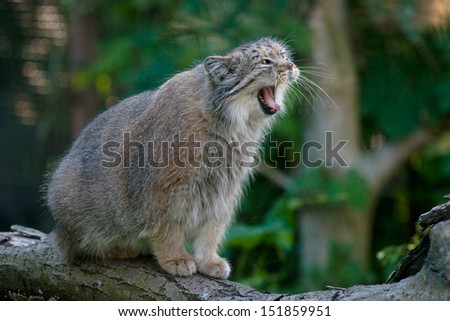 Manul yawning on the rock