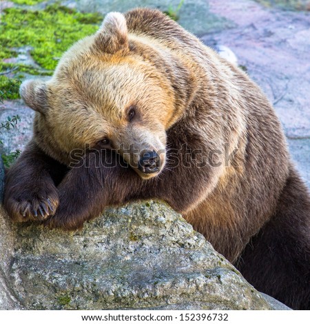 Brown bear resting on the rock with open eyes