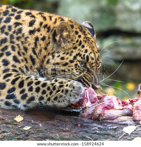 Amur leopard eating meat on the branch