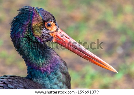 Black stork closeup portrait with colorful plumage