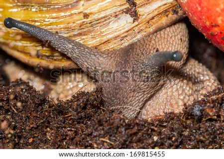 Giant west African land snail (banana rasp snail) in the mud closeup