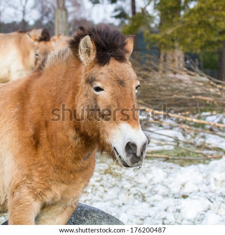 Przewalski\'s horse (Mongolian wild horse) frontal shot