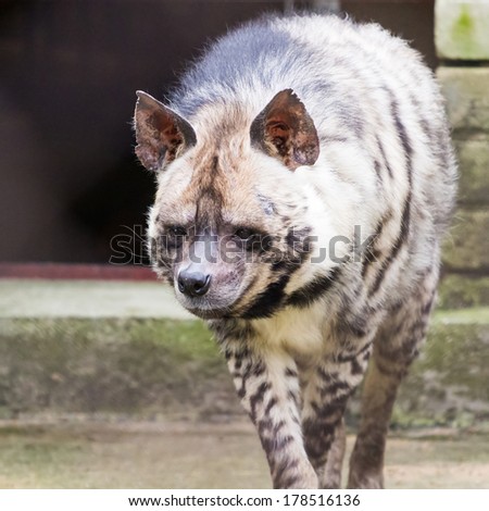 Striped hyena walking close-up