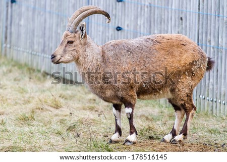 Nubian ibex (female) full body profile shot