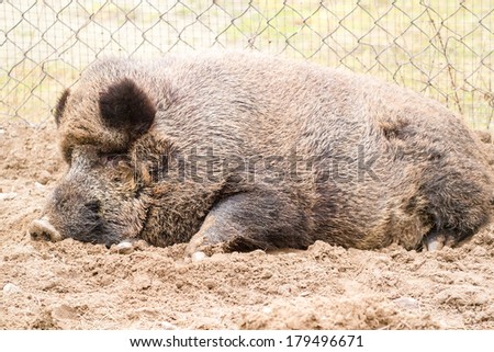 Wild hog lying on the ground full-body shot
