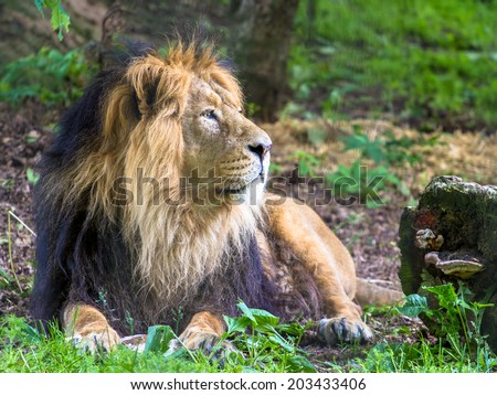 Asiatic lion male looking into the distance