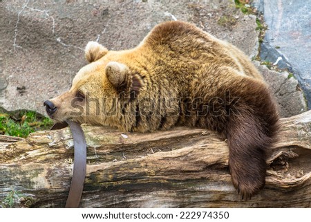 Brown bear resting on the log