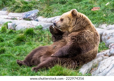 Brown bear sitting relaxed on the grass and eating