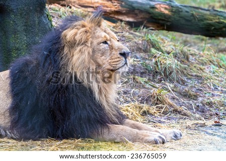 Asiatic lion profile shot