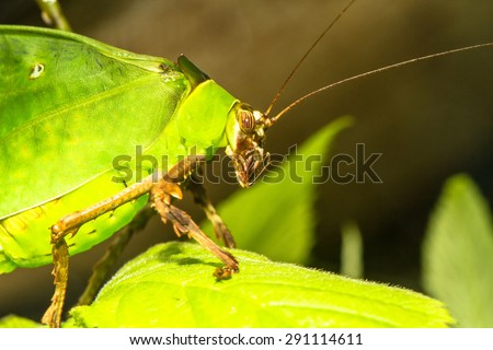 Malaysian katydid half-body profile macro
