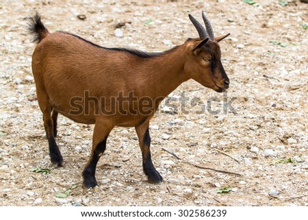Brown dwarf goat (cameroon dwarf goat) standing on the ground