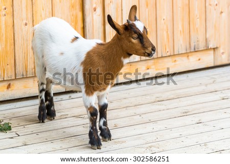 White and brown dwarf goat (cameroon dwarf goat) standing on the