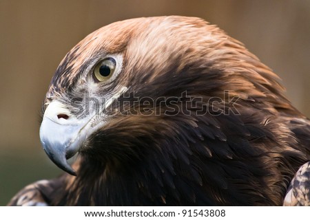 Eastern imperial eagle with tilted head close-up