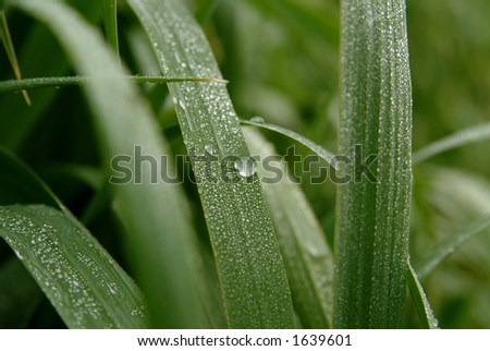 Drops of dew over a wild plant, before sunrise.