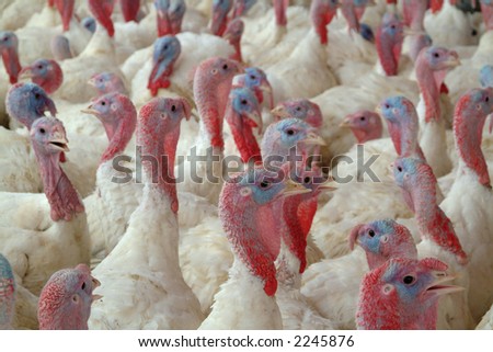 young turkeys on a farm, with blurry background