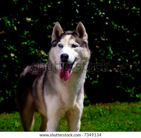 a white and grey  siberian husky dog  watching at the distant  with his tongue hanging out  in a garden of abundant vegetation