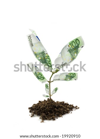money plant leaf. bills money plant isolated