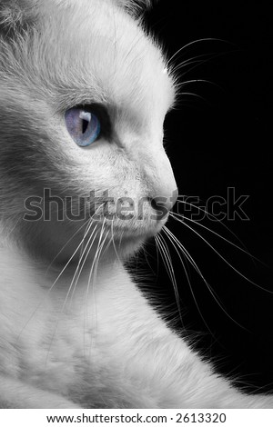 Art, White Cat in Black and White With Blue Eyes