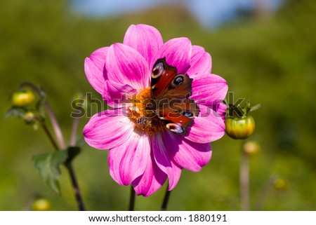 Pink Dahlia Flower With Buds And Butterfly With Bee On 