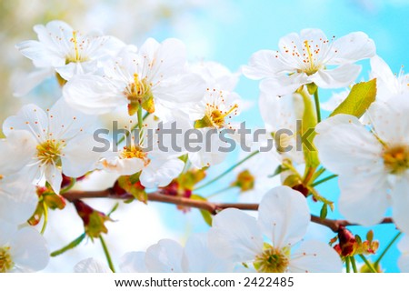 japanese cherry tree branch. stock photo : Cherry tree
