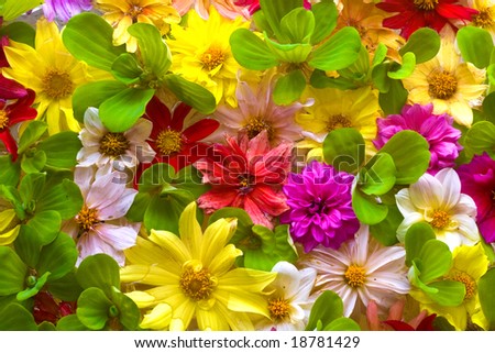 Multicolor Flower Background Stock Photo 18781429 : Shutterstock