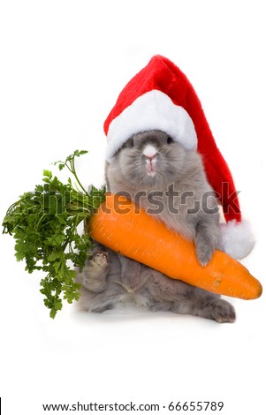 ERUMAS IN FORUMSHIRE Stock-photo-funny-bunny-in-the-santa-claus-hat-holding-a-carrot-66655789