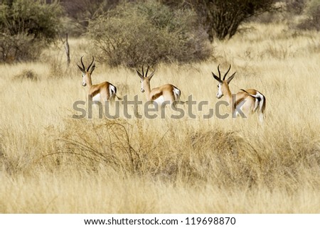 herd of springbok in the steppe of Namibia
