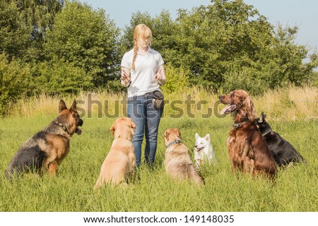 A group of dogs listen to the commands of the dog trainer