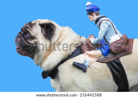 Pug dog with rubber puppet rider on blue background