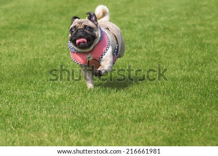 Running pug dog with fancy dirndl dress and  Edelweiss brooch on Oktoberfest