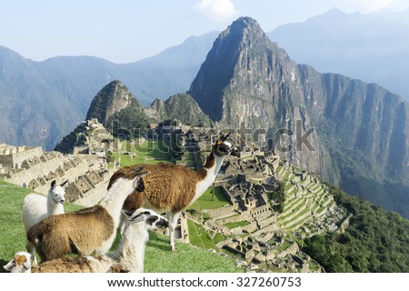 Machu Picchu site with standing lama herd from above. Machu Picchu ruins in Peru are UNESCO World Heritage and one of the worlds most famous cult sites.