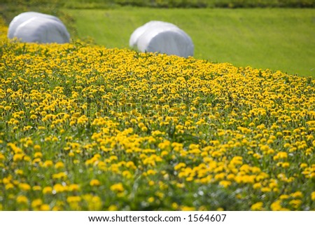 Meadow full of yellow flowers, and with acid preserved animal food/grass wrapped in plastic in the background. Typical sight in summer Norway.