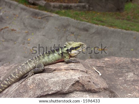Cool lizard, Iguana at an Australian zoo