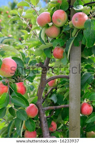 Close-up of apples growing commercially in Norway, vertical image