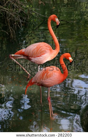 Two perfectly posed pink flamingos wading in a small river.