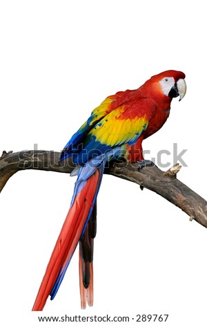 Macaw+parrot+pictures