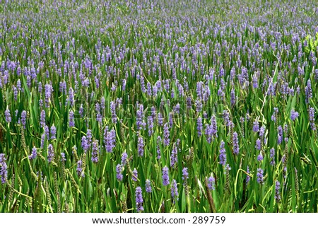 A sea of purple wildflowers. Background.