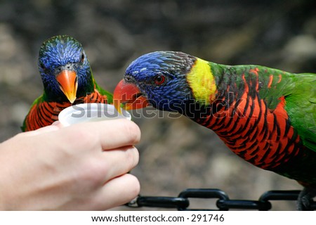 Two rainbow lorikeets eating from a cup held by a child\'s hand.