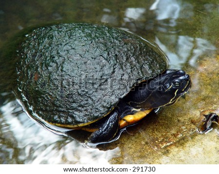 A water turtle with moss on his shell, emerging from a pond.