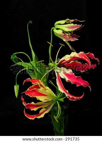 A vase of gloriosa superba, or flame lily, photographed agains a black background.