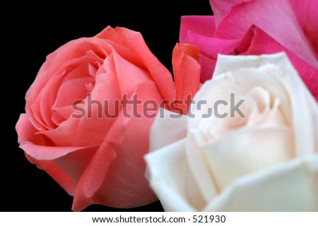 a peach, white and magenta rose against a black background (focus is on peach rose)