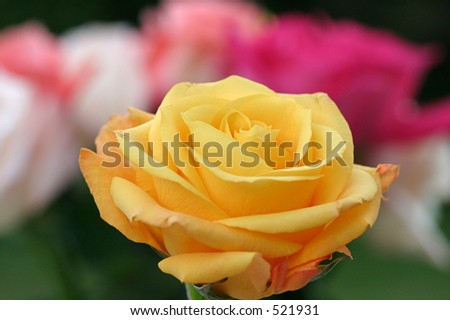 A beautiful yellow rose in the foreground with a variety of colorful roses blurred in the background.