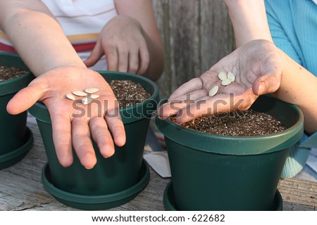 The hands of two girls getting ready to plant squash seeds in pots for a school science project.
